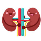 Healthy Kidneys…